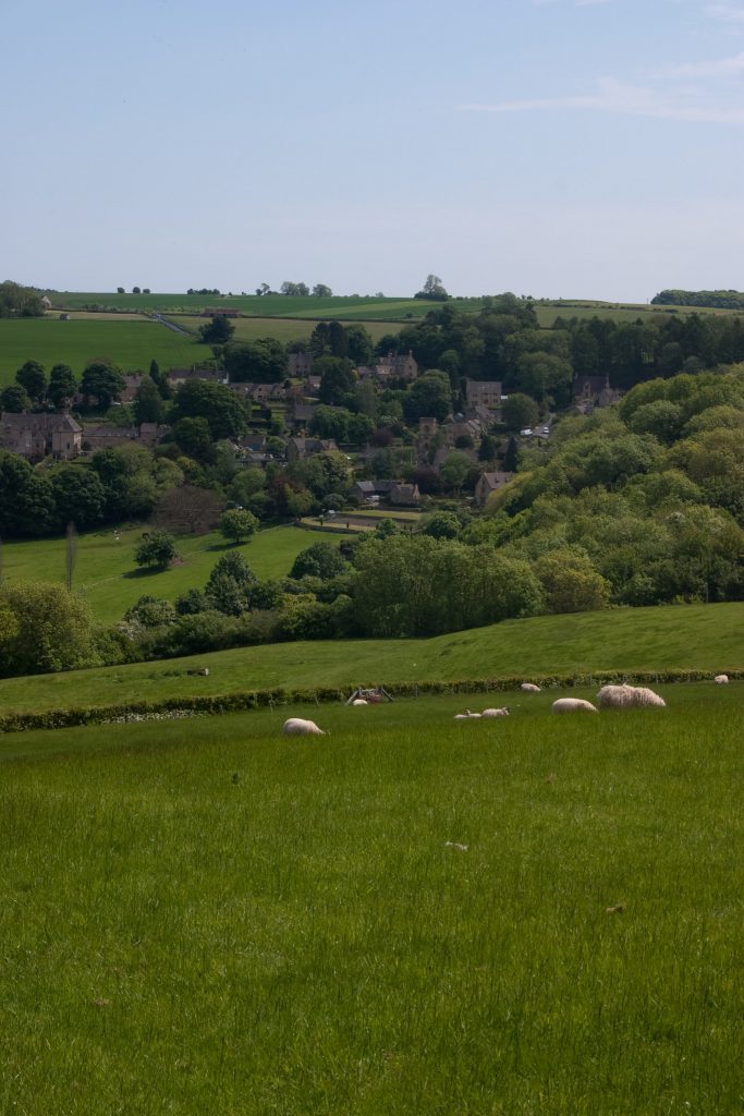 Sheep in a field